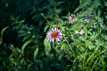 ハイラインの植え込み