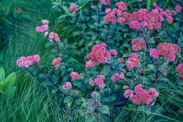 ハイラインの植え込み