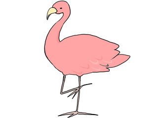 フラミンゴ
