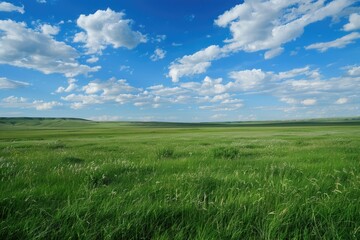 Obraz premium Grassland in China Inner Mongolia. Natural Field of Green Grass in Spring Sky Background