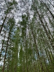 Fototapeta premium Tham Thong Lang is beautiful and famous tourist attraction in Phang Nga Province.