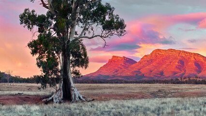 Cazneaux Tree Sunrise at the Flinders Ranges