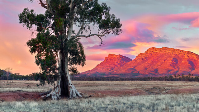 Cazneaux Tree Sunrise at the Flinders Ranges