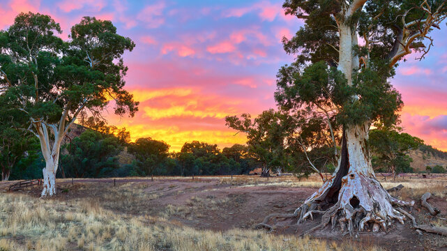 Flingers Sunrise Twin Gums