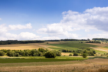 Landscape with field and blue sky. Agricultural crops. View. Nice nature.