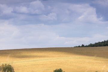 Fototapeta premium Wheat field and sky. Landscape with field and blue sky. Agricultural crops. View. Nice nature. Field of wheat