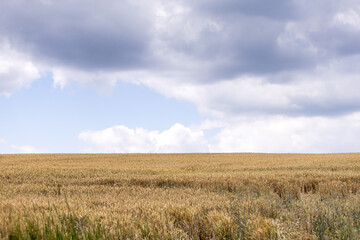 Wheat field and sky. Landscape with field and blue sky. Agricultural crops. View. Nice nature. Field of wheat