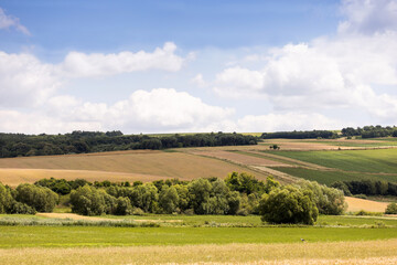 Obraz premium Landscape with field and blue sky. Agricultural crops. View. Nice nature.