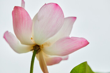 Fototapeta premium Close-up of pink water lily blooming over water