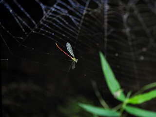 Dragon fly on spider web in national park thailand