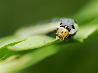 Macro of a caterpillar eats a leaf.