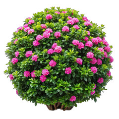 Naklejka premium Lush garden bush with pink flower isolated on transparent background