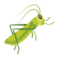 A flat style icon of chinese mantis  

