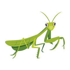 mantis, mantodea, stagmomantis, insect, creature, specie, predator, invertebrate, bug, flat, vector, icon, 


