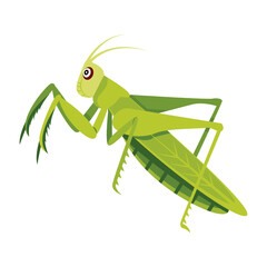 mantis, mantodea, stagmomantis, insect, creature, specie, predator, invertebrate, bug, flat, vector, icon, 

