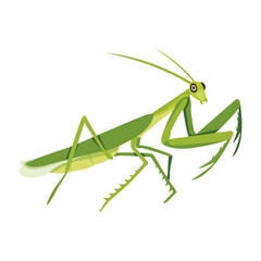 An icon of mantodea insect in flat style  

