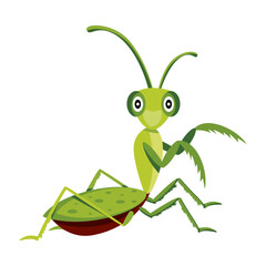 A flat icon of cute stagmomantis insect 

