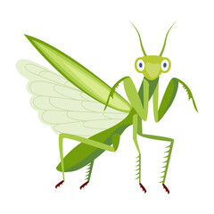 mantis, mantodea, stagmomantis, insect, creature, specie, predator, invertebrate, bug, flat, vector, icon, 

