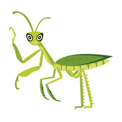 mantis, mantodea, stagmomantis, insect, creature, specie, predator, invertebrate, bug, flat, vector, icon, 

