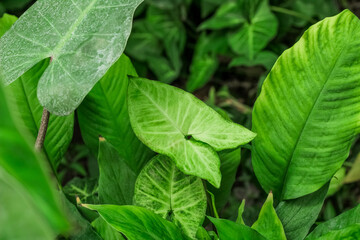 Anubias tropical leaves in the forest close-up