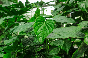 Lalot tropical leaves in the forest close-up