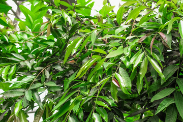 Aglaia spectabilis tropical green leaves in forest