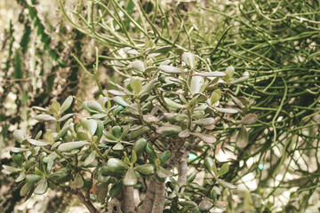 Crassula ovata plant in the desert close-up
