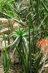 Aloe affinis plant in the desert close-up