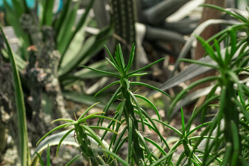 Fototapeta premium Euphorbia tirucalli plant in the desert close-up