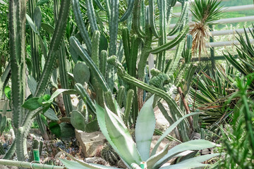 Obraz premium Cactus Ferocactus pilosus round with thorns in the desert close-up