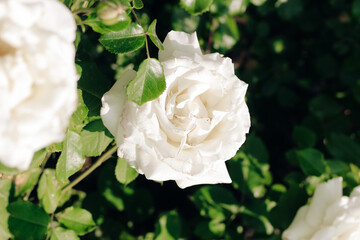 white peony climbing rose bush close-up in botanical garden, rose background