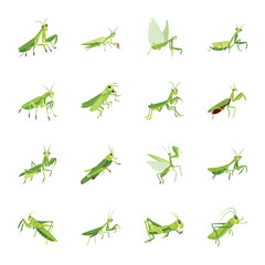WebCollection of Cute Mantis Flat Icons 

