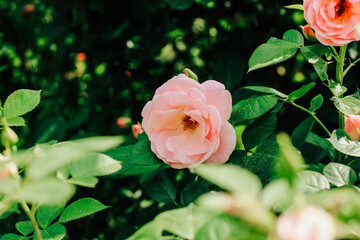 cream rose with horny edges climbing rose bush close-up in botanical garden, rose background