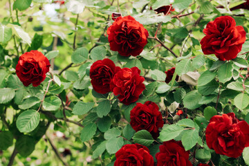 red peony climbing rose bush close-up in botanical garden, rose background