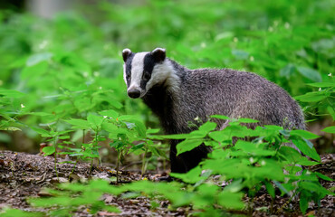 Badger close up ( Meles meles )