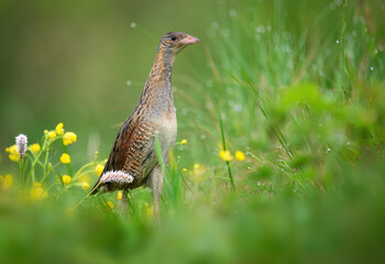 Corn crake bird ( Crex crex )