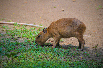 Capybara family