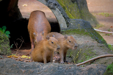 Capybara family
