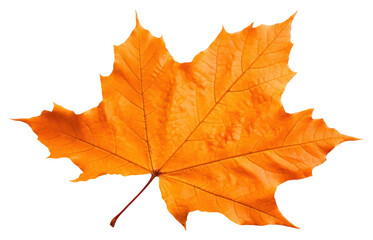 PNG Maple plant leaf tree.