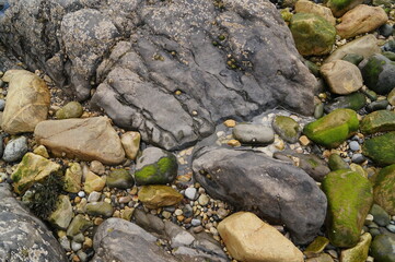 Rocks and algae on the coast 