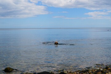 Dog swimming in the ocean 