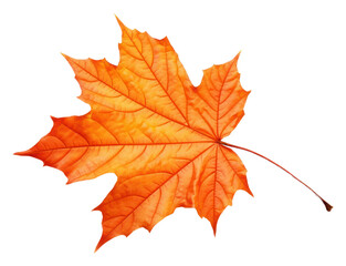 Fototapeta premium PNG Autumn maple leave leaves plant leaf.