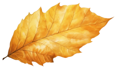 PNG Plant leaf tree fragility.