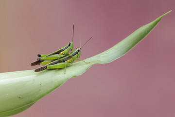 A pair of short horned grasshoppers are mating in the bushes. This insect has the scientific name Caryanda spuria.