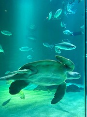 Fototapeta premium Blue Essence