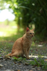 Ginger cat in garden with sunlight