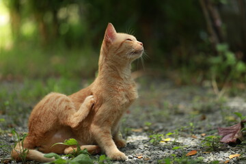 Ginger cat in garden with sunlight
