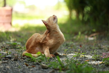 Ginger cat in garden with sunlight