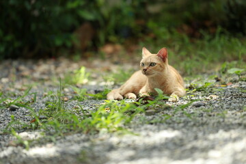 Ginger cat in garden with sunlight