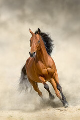 Wild horse run gallopin desert